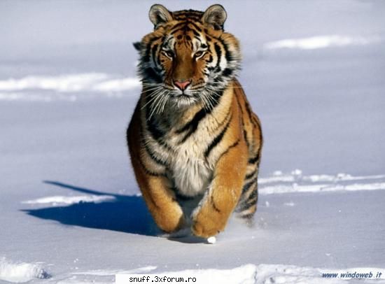 poze tigri