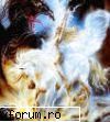 8 black & withe angels
