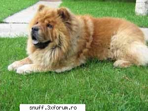 poze caini. love&nbsp; the dogs sou...