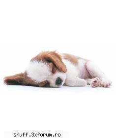 poze caini. groaza poze catei ador unul. dca sims2pets trimitemil mie rog partea asi ti-o trimit